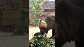 Tusker with long tusksplz subscribe for more videos [upl. by Egnalos]