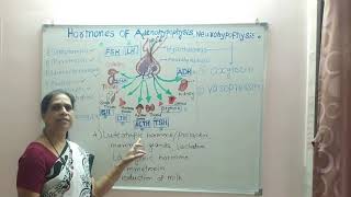 Hormones of adenohypophysis amp neurohypophysis [upl. by Rosenwald539]