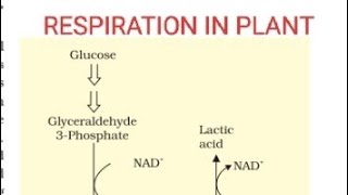 FERMENTATION ll PART 3 ll RESPIRATION IN PLANT [upl. by Walther774]