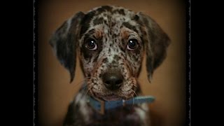 9 Week Old Catahoula Leopard Dog Obedience [upl. by Eduard]