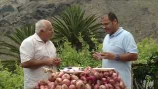 El cultivo de la cebolla en Masca y Los Carrizales Con Lo Nuestro 07 [upl. by Balough]