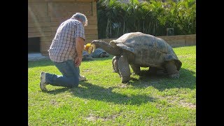 255 years old Aldabra tortoise try to Escape from the zoo EV17 New Release [upl. by Peria]