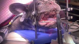 Brachycephalic obstructive airway syndrome BOAS surgery in a French Bulldog  PART 2 soft palate [upl. by Silberman]