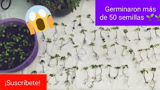 ¿Cómo germinar semillas de papaya  ¡Germinaron más de 50 semillas  El jardín de mis amores [upl. by Ttenneb651]