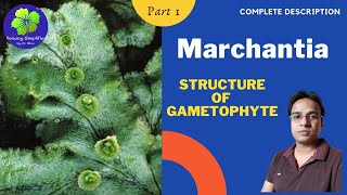 Marchantia  Structure of Gametophyte  BSc 1  MSc 1  NEET [upl. by Dnomso]