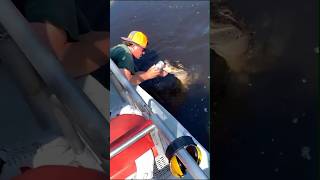 Tangisan Aligator mancing videoviral fakta mancingmania short lucu [upl. by Weywadt138]