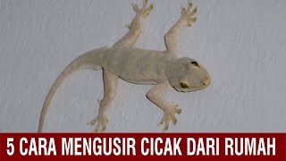 5 CARA MENGUSIR CICAK DARI RUMAH [upl. by Iohk]