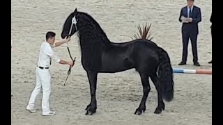 Tsjalle 454 stallion inspection 2019 Friesian horse [upl. by Barabas]