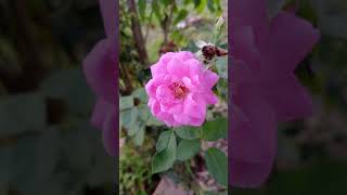 Second species of Rosa rugosa flower natureshortviralexploremore [upl. by Acinod]