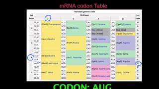 27 Skill Deduce which codons correspond to which amino acids [upl. by Callery]