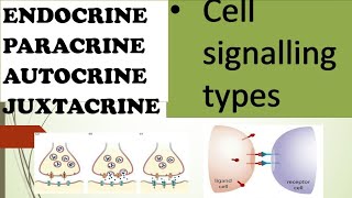 ENDOCRINE PARACRINE AUTOCRINE AND JUXTACRINE  CELL SIGNALLING TYPES OVERVIEW IN HINDI [upl. by Gavin]