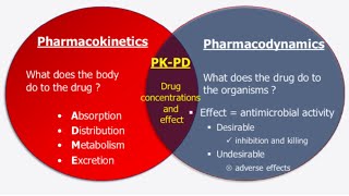 pharmacokinetics amp pharmacodynamics [upl. by Waugh]