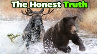 GRIZZLY BEAR vs MOOSE  The Honest Truth [upl. by Ecirb920]