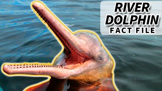 River Dolphin Facts the PINK DOLPHIN facts  Animal Fact Files [upl. by Halivah480]