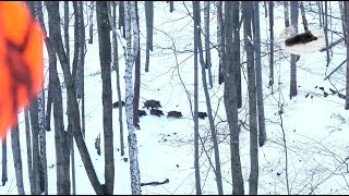 Wild boar driven hunting fever in december 2023 best moments compilation [upl. by Atelahs687]