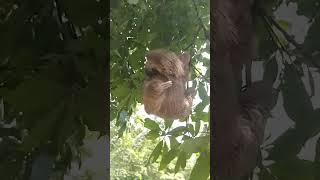 Sloth attack animals naturaleza travel naturalezayvida nature aves waterfall [upl. by Stav410]