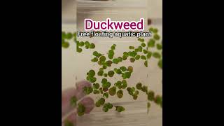 Duckweedfree floating water plant shortsvideo plants aquatic [upl. by Joelle]