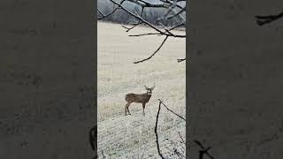 Whitetail Buck coming into antler rattle deercall huntinglife whitetailbuck [upl. by Akener]