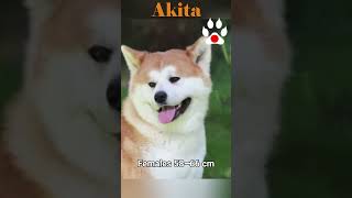 AKITAshorts dog trendshort motivation animals japan american [upl. by Iem918]