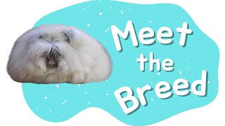 English Angora Rabbit  Meet the Breed  Episode 1 [upl. by Odraner428]