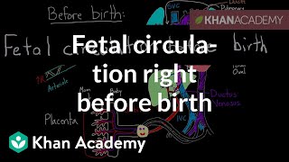 Fetal circulation right before birth  Circulatory system physiology  NCLEXRN  Khan Academy [upl. by Dulci]