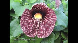 Aristolochia Littoralis  Calico Flower Elegant Dutchmans Pipe [upl. by Adnoek]