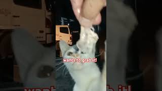 Cat grabbing food viralshortvideo [upl. by Mulcahy]