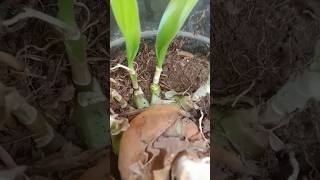 ऐ पौधा आपने पहले कभी नहीं देखा होगा। Oxalis plant  crinum lily plant [upl. by Haelhsa]