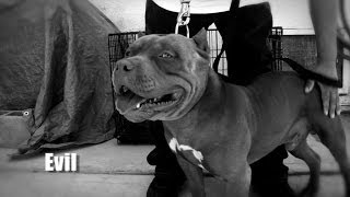 AMERICAN BULLY KENNEL  OFFROAD KENNELS [upl. by Revert]