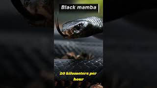 10 Fascinating Facts About Black Mambas [upl. by Lledal]