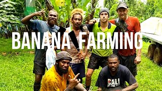 Banana Farming for 2nd Year Visa in Australia  Innisfail Queensland [upl. by Constant]