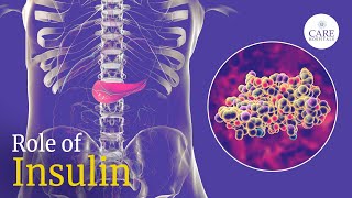 What is the Role of Insulin and How Does it Help Your Body [upl. by Raynard947]