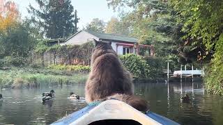 Beautiful light and colors 🧡❤️Louis is kayaking home and jumping on the deck 4K Video High quality [upl. by Annelak]