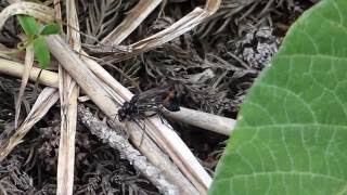 Attempted Mating of Sand Wasps サトジガバチの交尾拒否？ [upl. by Kcirted]