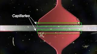 Microfluidic separation [upl. by Augusto]