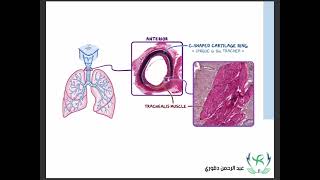 Respiratory System Histology [upl. by Rothwell]