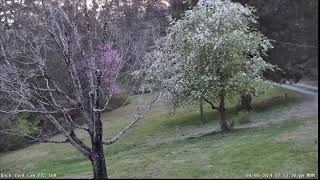 LIVE Deer Cam Virginia [upl. by Navonod]