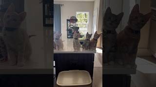 Kitten Head Bobbing 🐱😂  Week 115  Short 371 cat kitten animals cute pets dailyvlog [upl. by Lotsirk67]