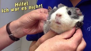 Meerschweinchen unterwegs  Heute Tierarzt  Die Meeries [upl. by Marston537]