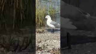 Kevin the Seagull I Get Around Beach Boys Rockport Texas [upl. by Kelwunn334]