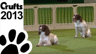 Gundog Display  Adrian and Caroline Slater  Kipperidge Gundogs  Crufts 2013 [upl. by Beauchamp626]