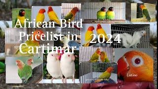 African Bird Pricelist Philippines 2024 update lovebird Albs2 africanbirds [upl. by Elimay443]