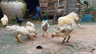 Home Pet  Give Food To My Lovely Pets In The Evening henchicken 01 [upl. by Letti]