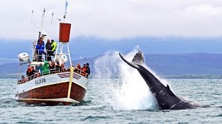 Whale Watching Húsavík Iceland – Walbeobachtung Island [upl. by Ayaet]