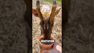 Muntjac Deer  The Alien Looking Deer 🦌 [upl. by Annoyik]