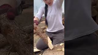 Cutting process of basswood for planting edible fungus [upl. by Thielen]