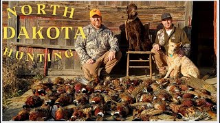 2023 WILD Pheasants hunting Public and Private land 7 day FULL limit [upl. by Aelhsa345]