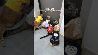 설날 한복 입고 산책하는 고양이들🇰🇷Cats strolling in Seollal Hanbok [upl. by Arriec]