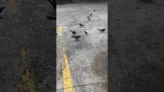 GRACKLES amp A CROW PUSHING PAPER birds nature naturelovers wildlife naturephotography crow [upl. by Nosnarb681]