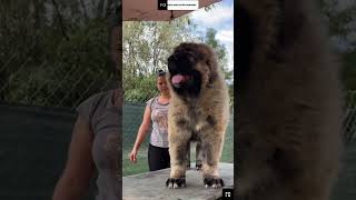 The largest caucasian shepherd puppy⚡ [upl. by Teddie]